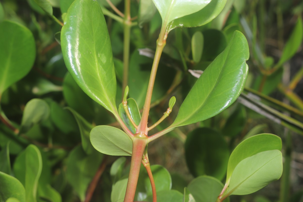 Scyphiphora hydrophylacea C.F.Gaertn.