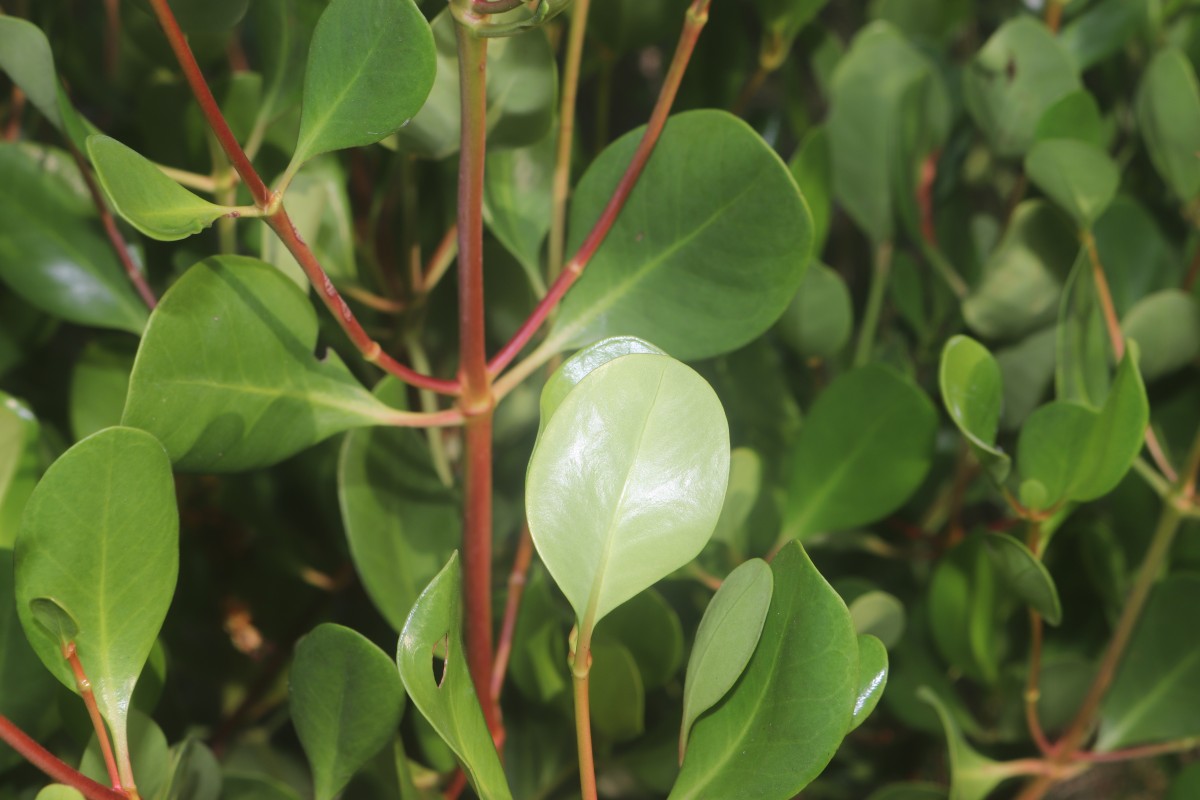 Scyphiphora hydrophylacea C.F.Gaertn.