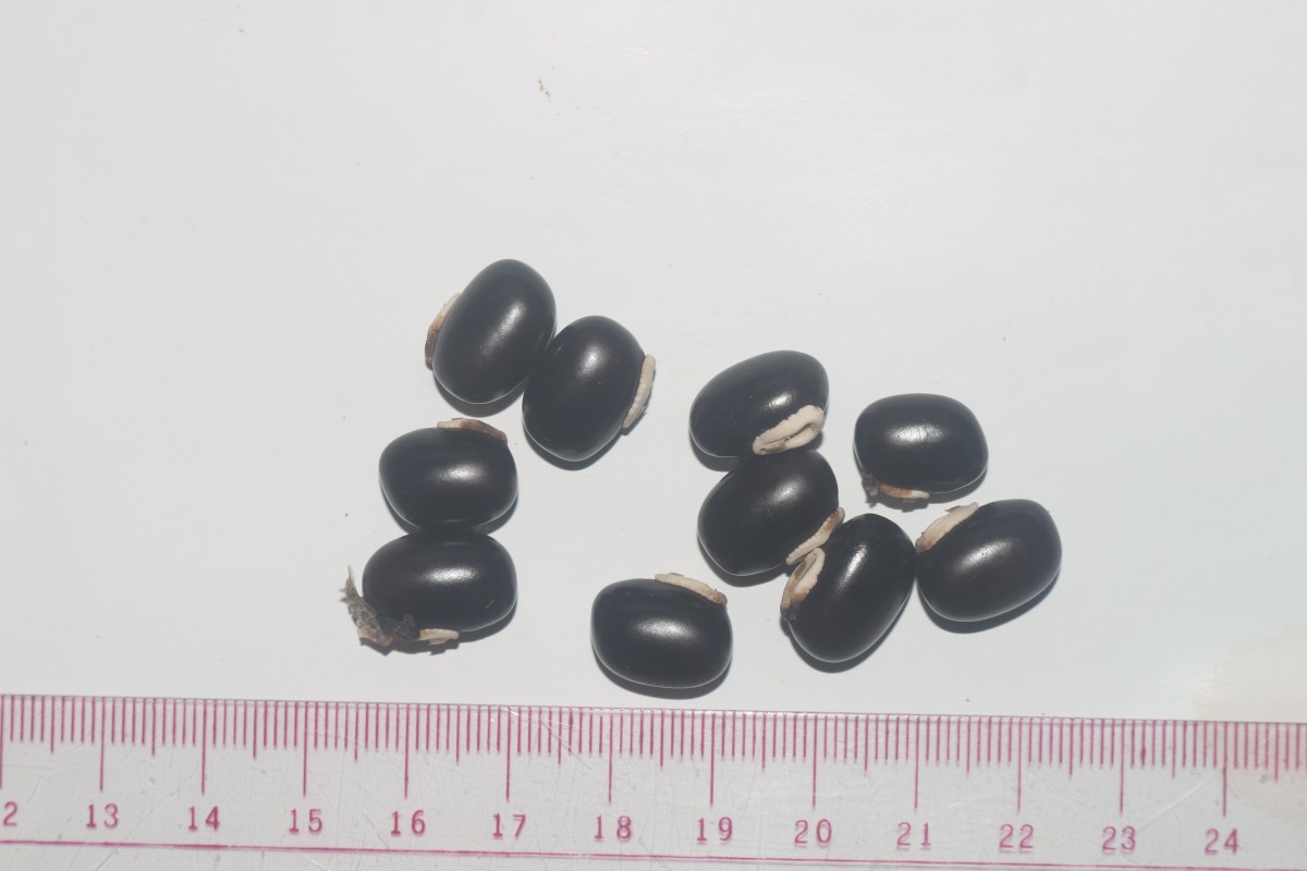 Mucuna pruriens var. utilis (Wall. ex Wight) Baker ex Burck