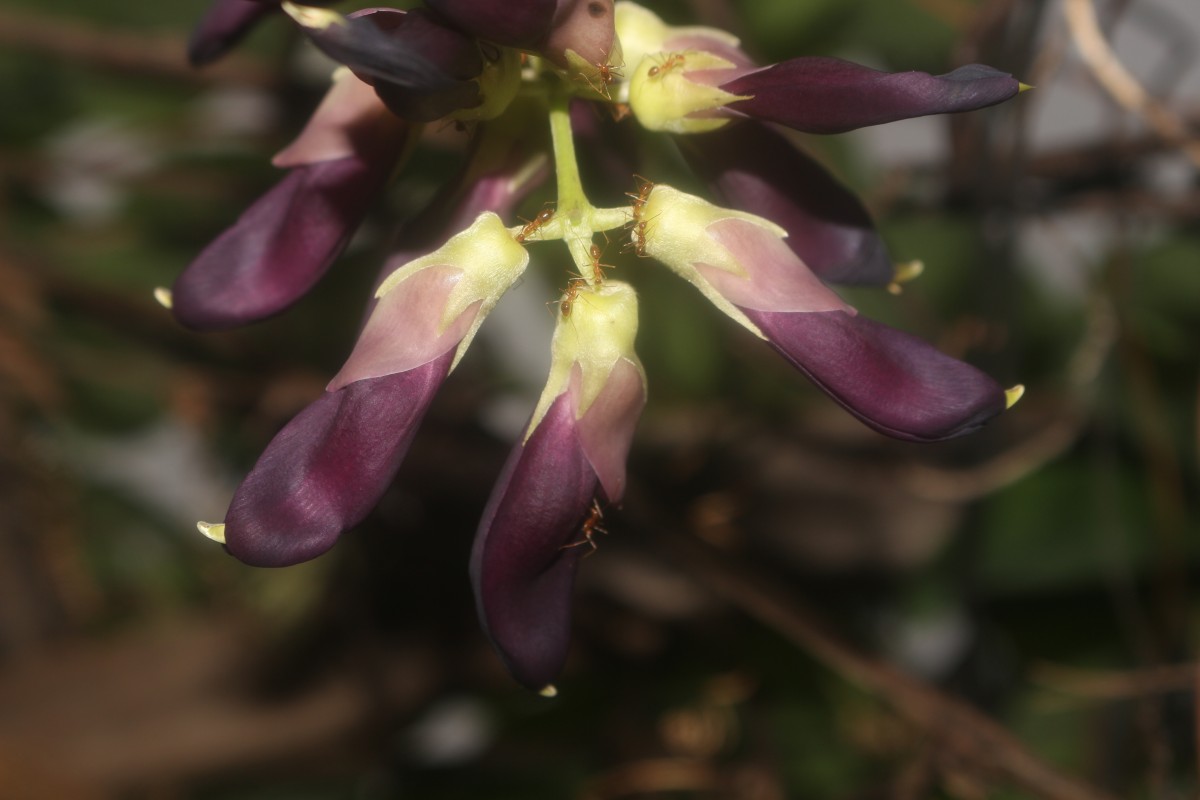 Mucuna pruriens var. utilis (Wall. ex Wight) Baker ex Burck