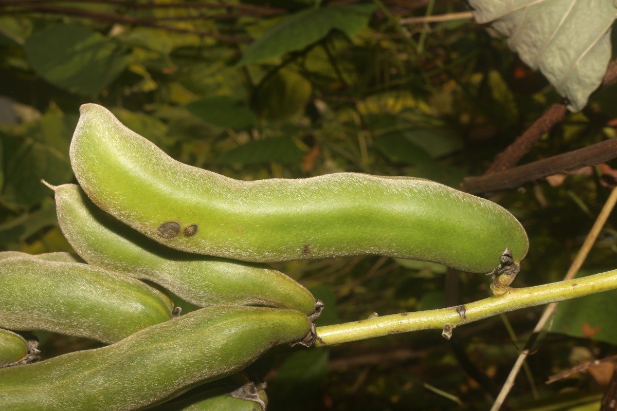 Mucuna pruriens var. utilis (Wall. ex Wight) Baker ex Burck