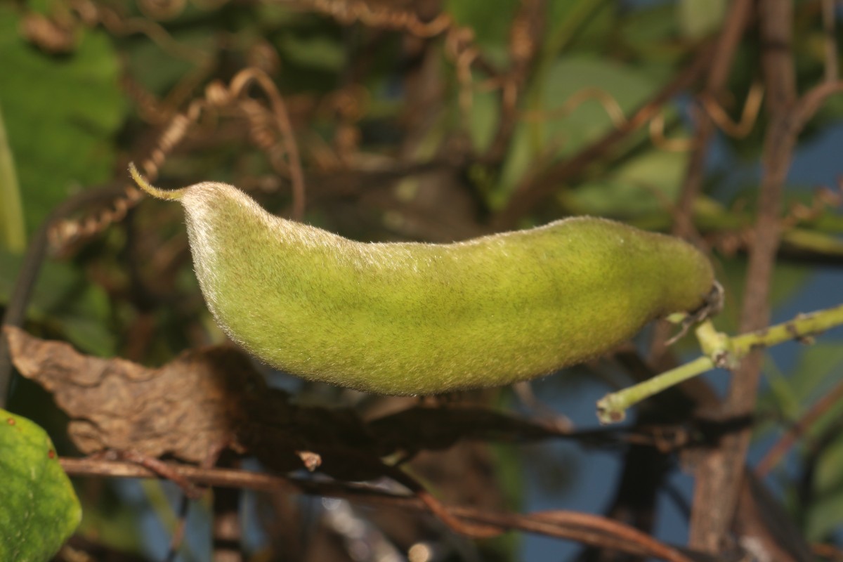 Mucuna pruriens var. utilis (Wall. ex Wight) Baker ex Burck