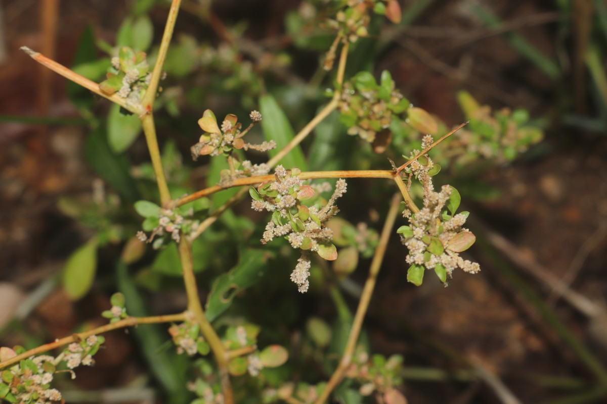 Nothosaerva brachiata (L.) Wight
