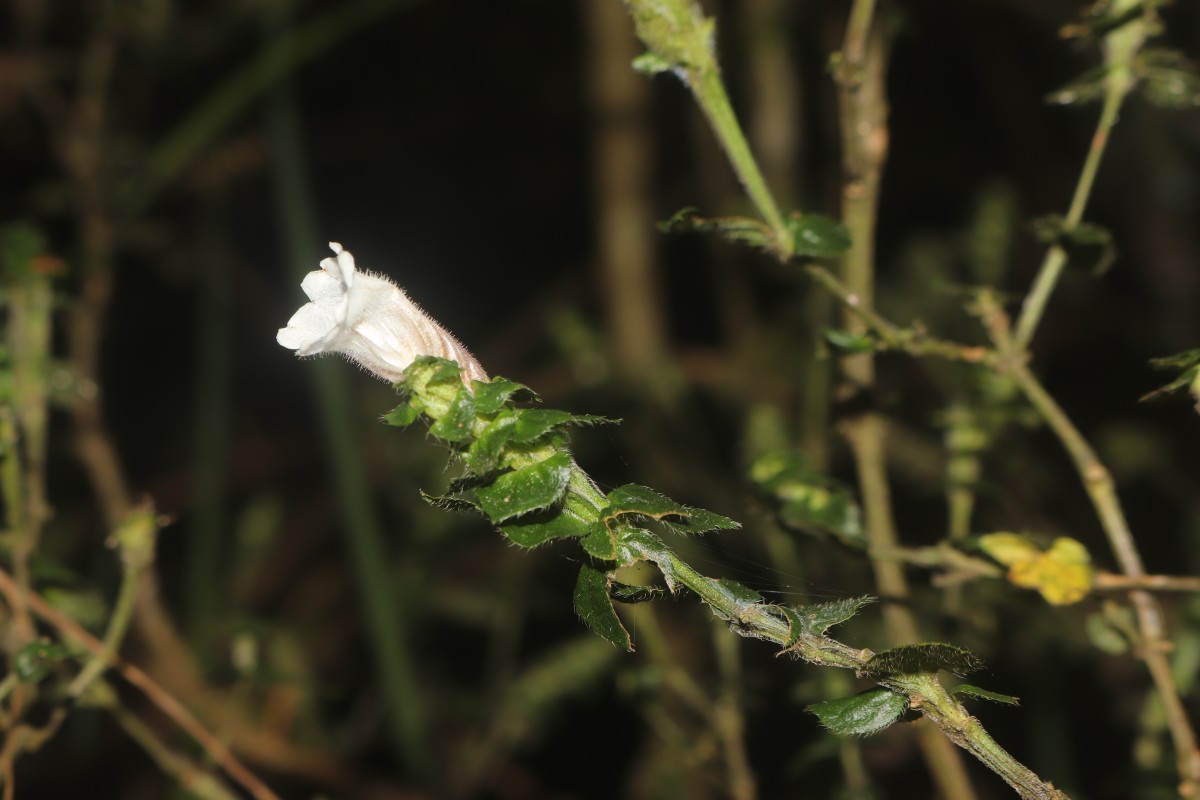 Strobilanthes anceps Nees