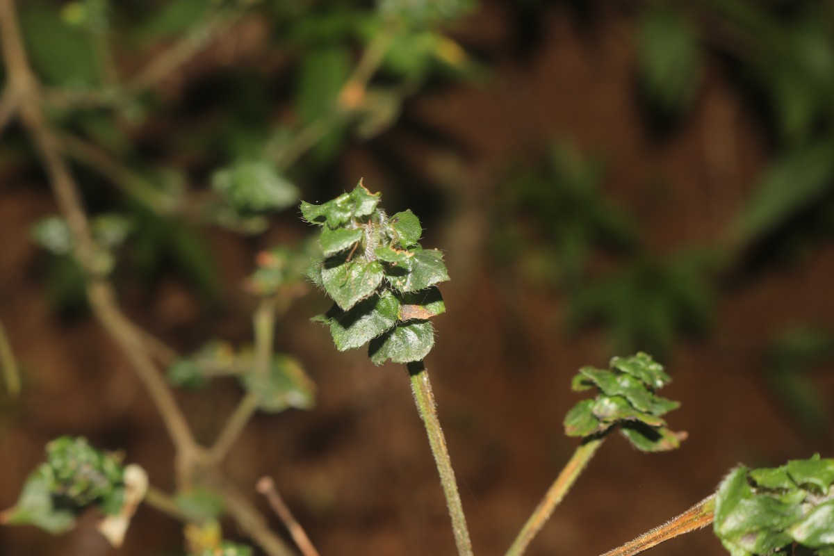 Strobilanthes anceps Nees