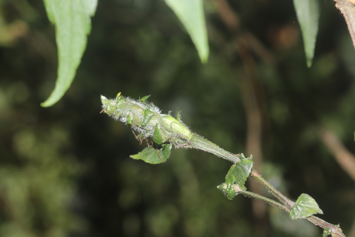 Strobilanthes anceps Nees