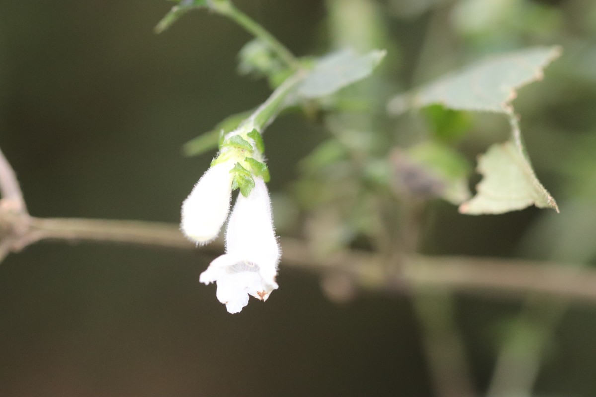 Strobilanthes anceps Nees