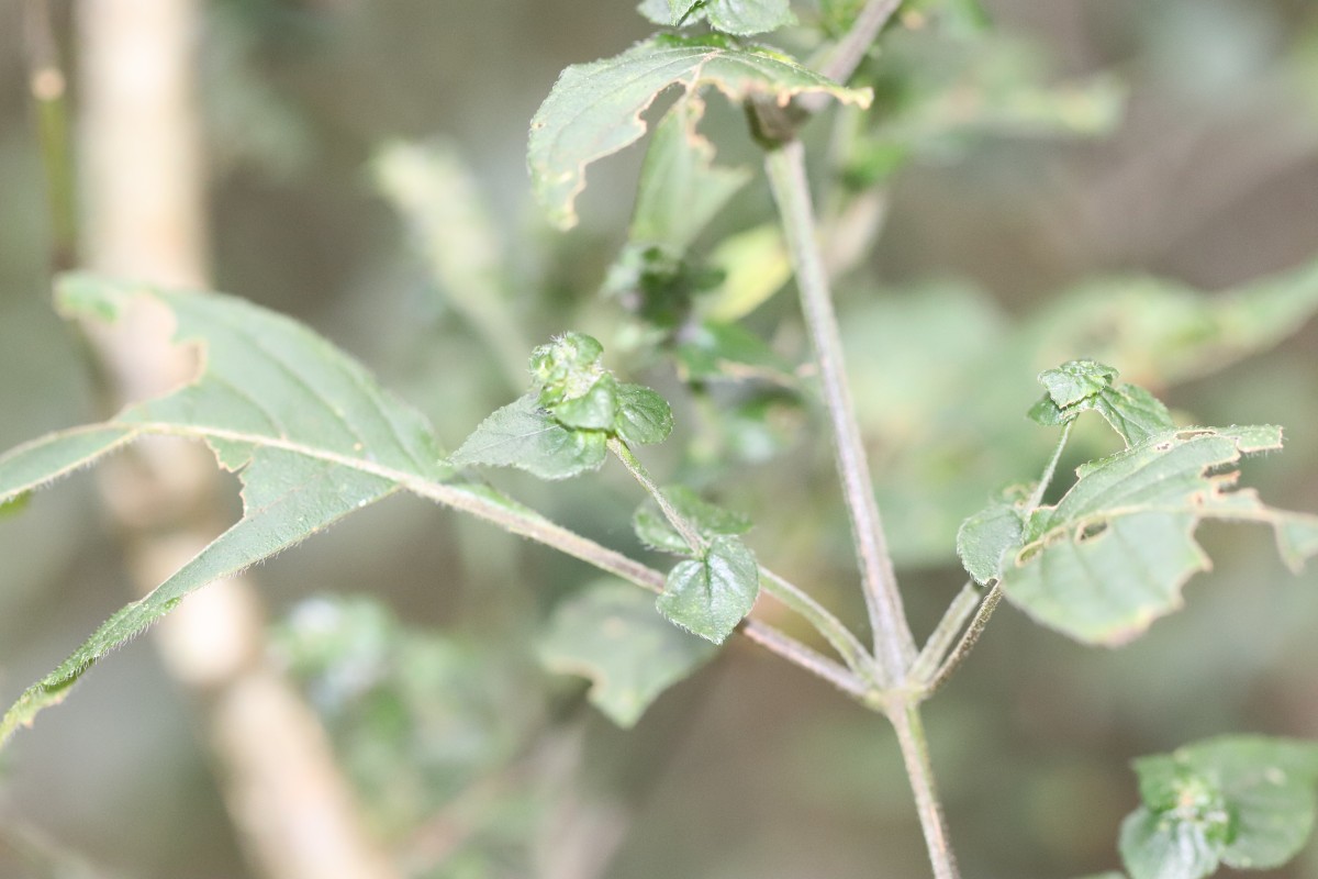 Strobilanthes anceps Nees