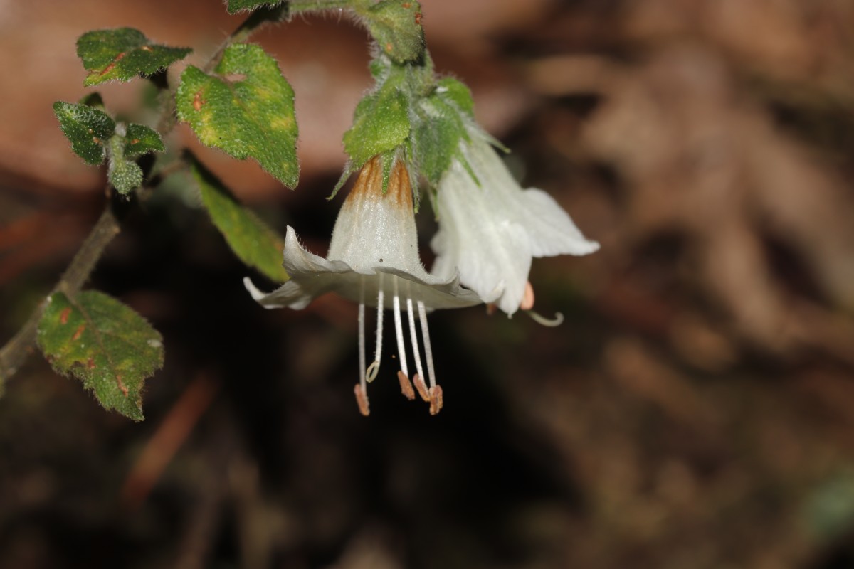 Strobilanthes arnottiana Nees
