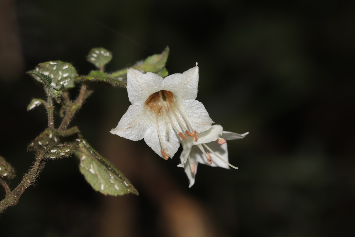 Strobilanthes arnottiana Nees