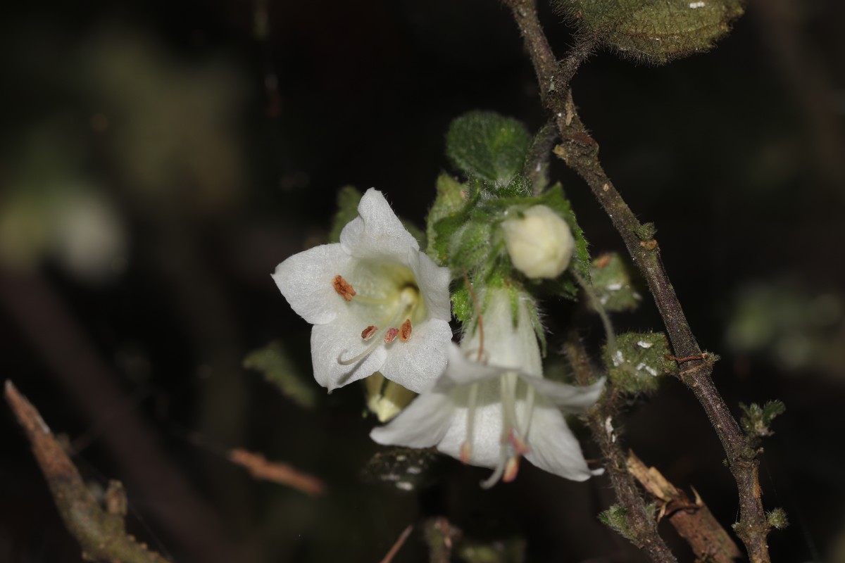 Strobilanthes arnottiana Nees