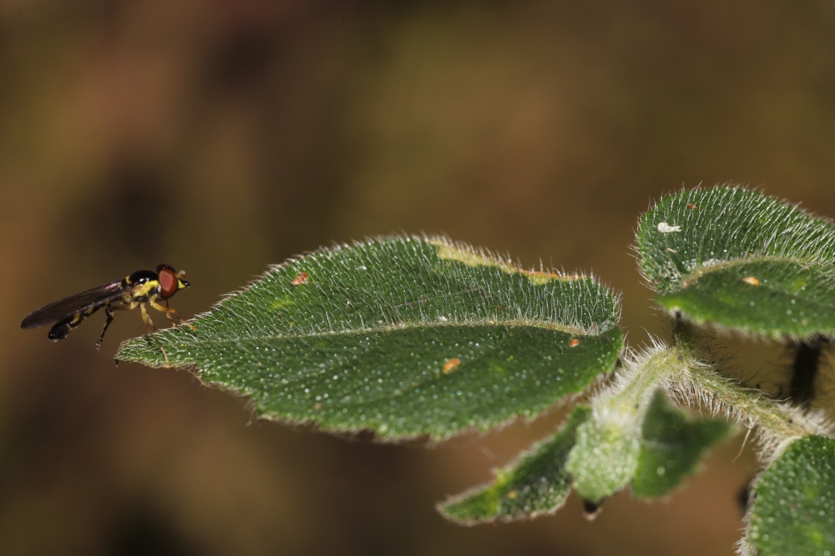 Strobilanthes arnottiana Nees