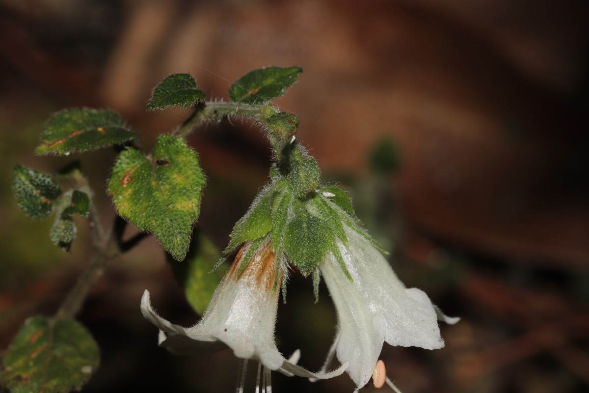 Strobilanthes arnottiana Nees