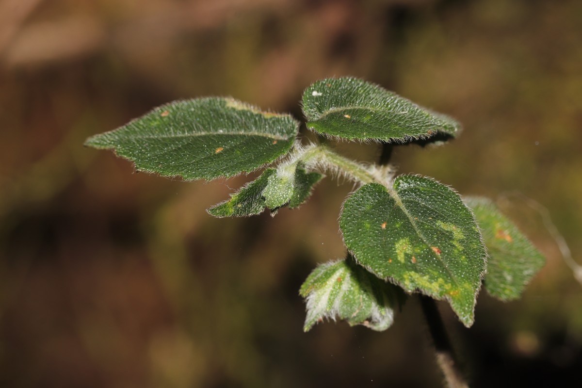 Strobilanthes arnottiana Nees