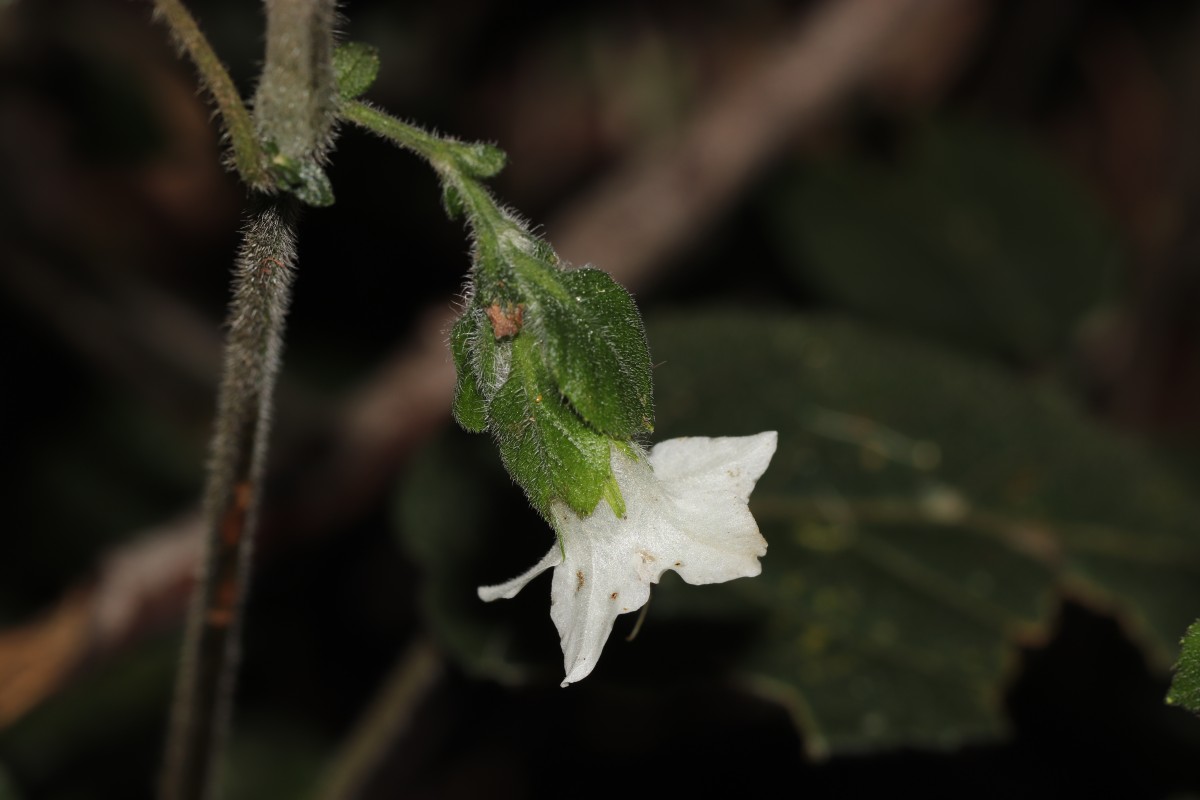 Strobilanthes arnottiana Nees