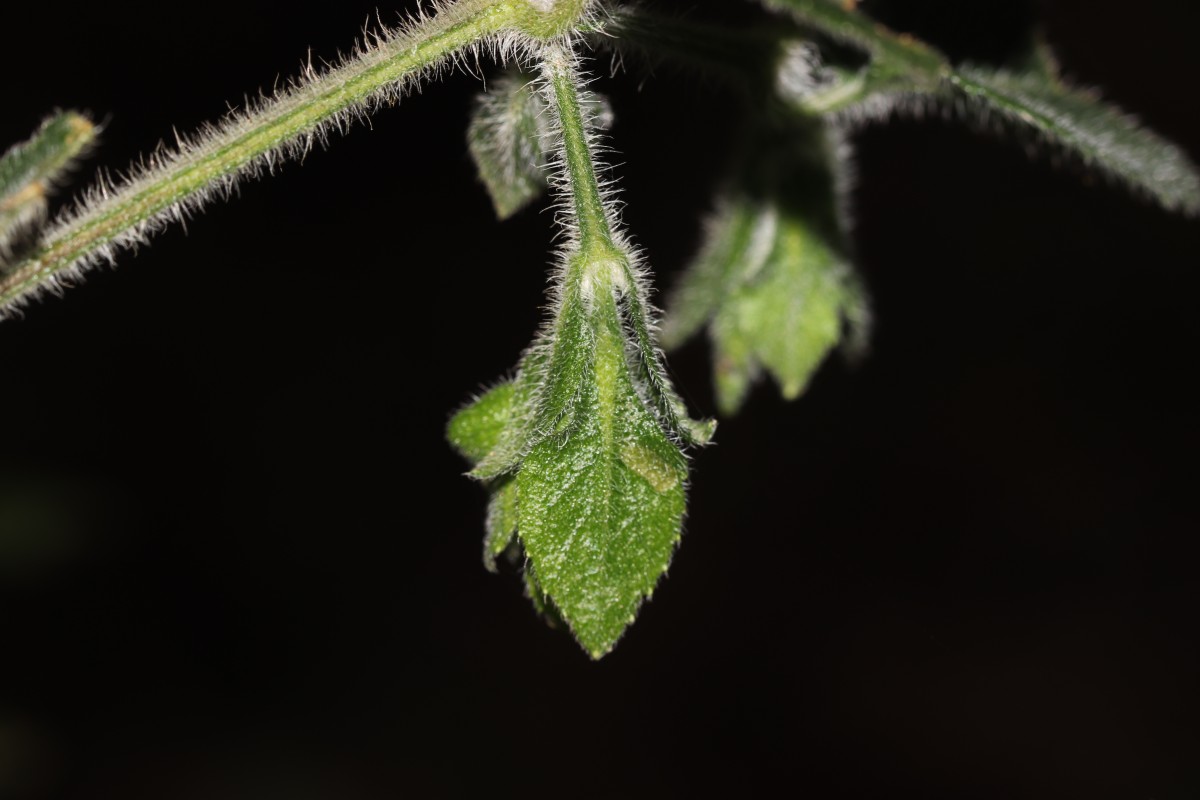 Strobilanthes arnottiana Nees