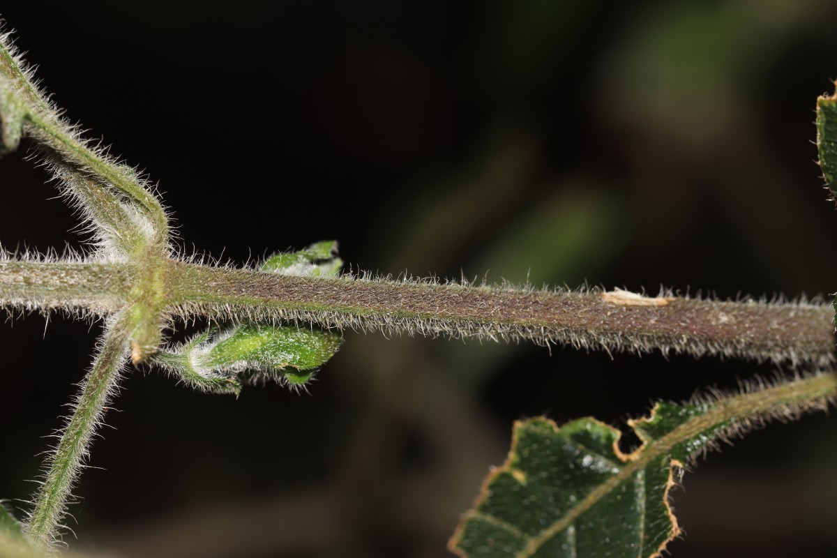 Strobilanthes arnottiana Nees