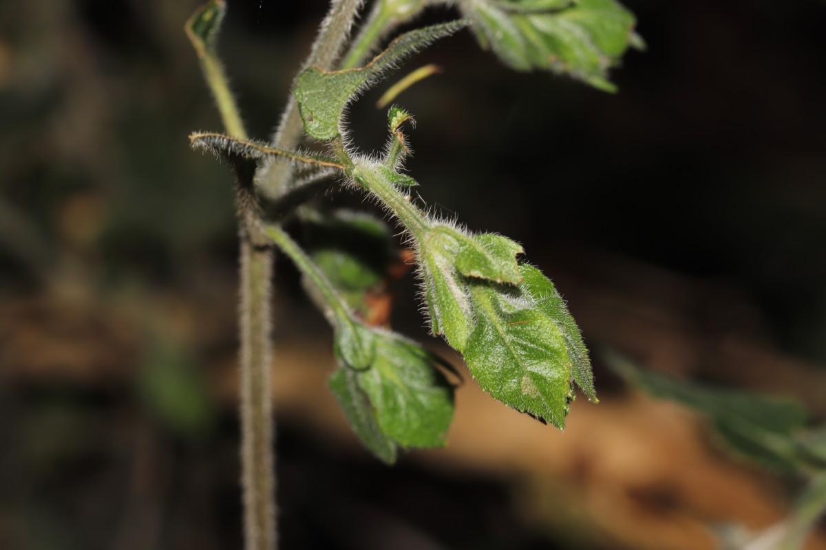 Strobilanthes arnottiana Nees