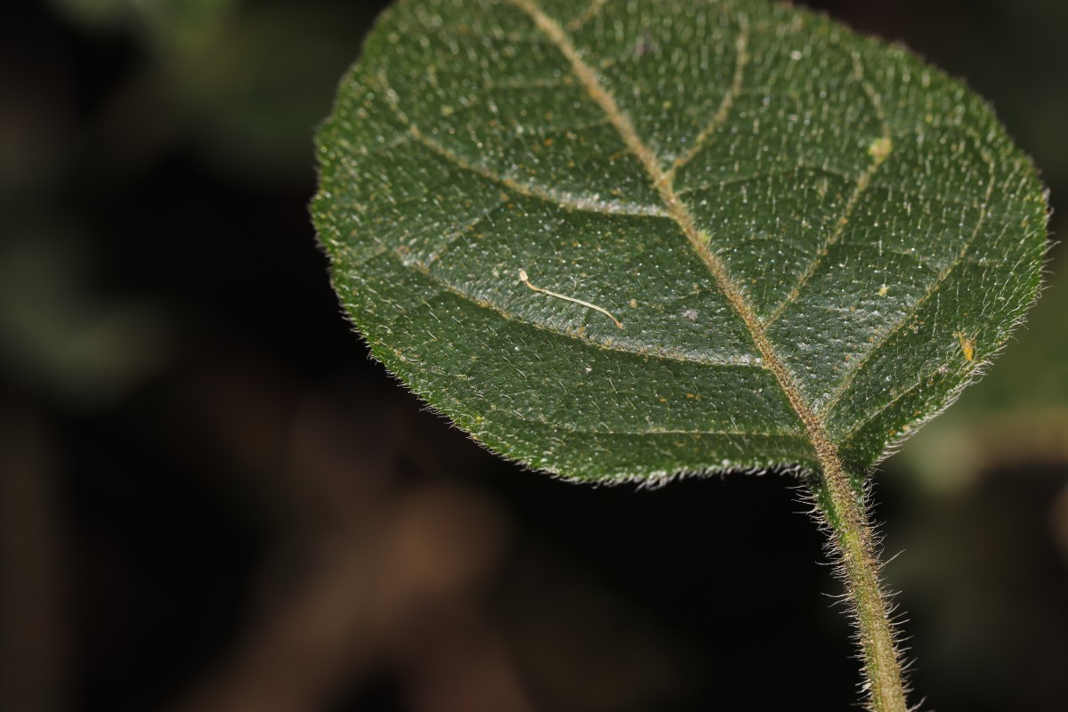 Strobilanthes arnottiana Nees