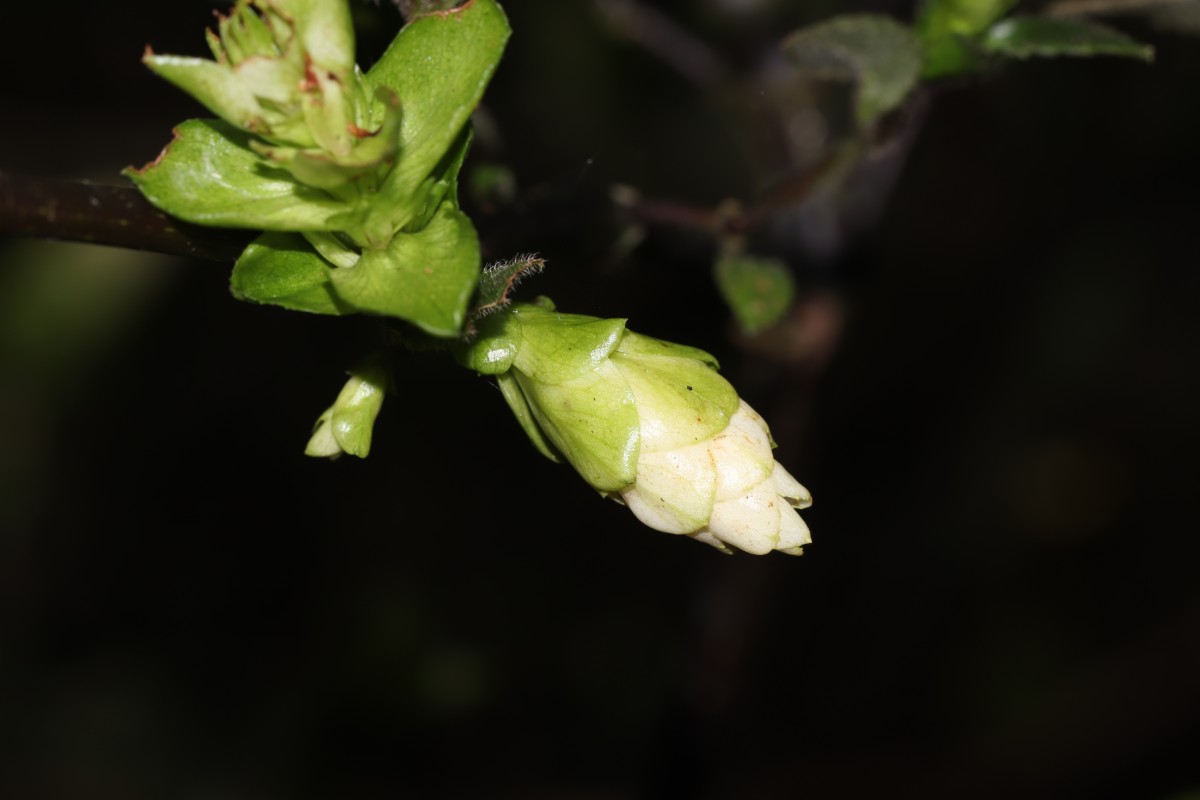 Strobilanthes calycina Nees