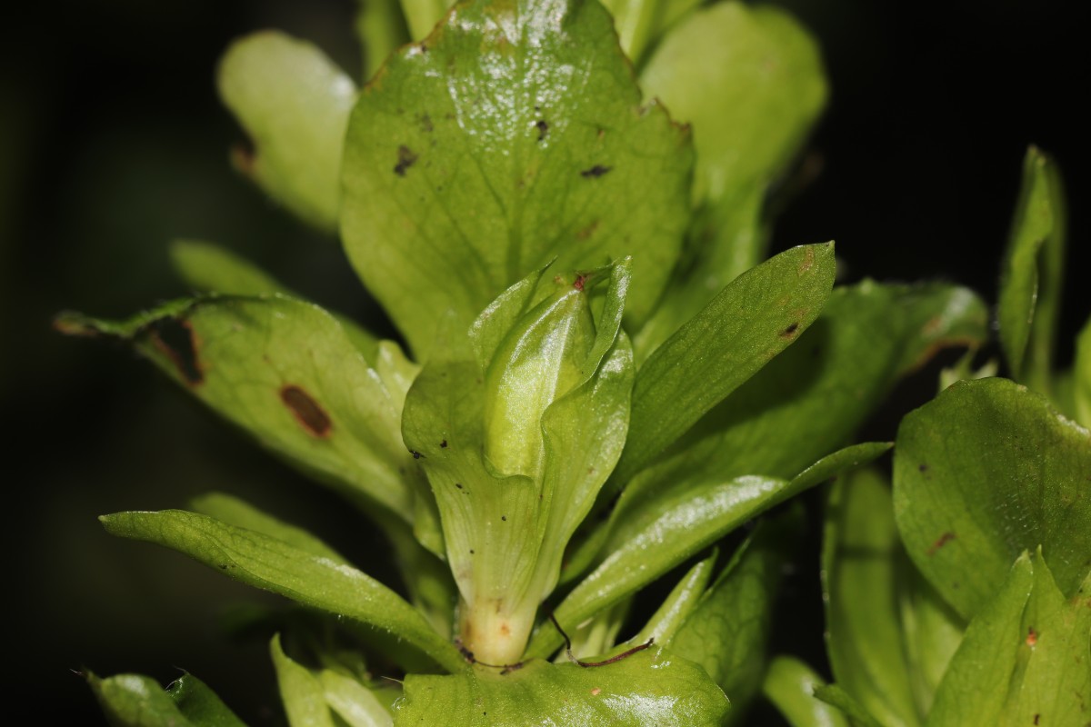 Strobilanthes calycina Nees
