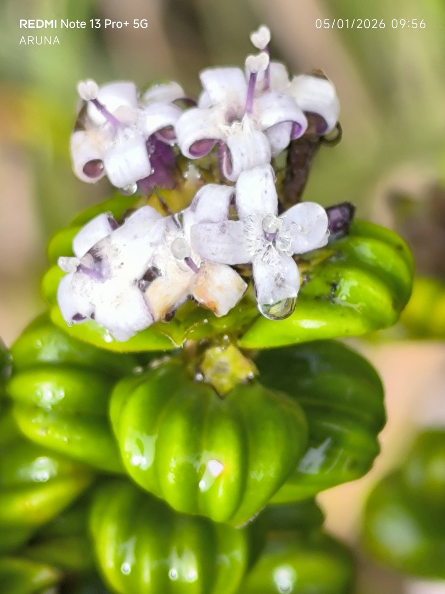 Hedyotis quinquinervia Thwaites