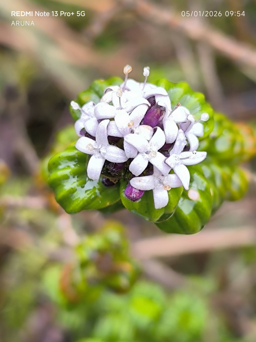 Hedyotis quinquinervia Thwaites