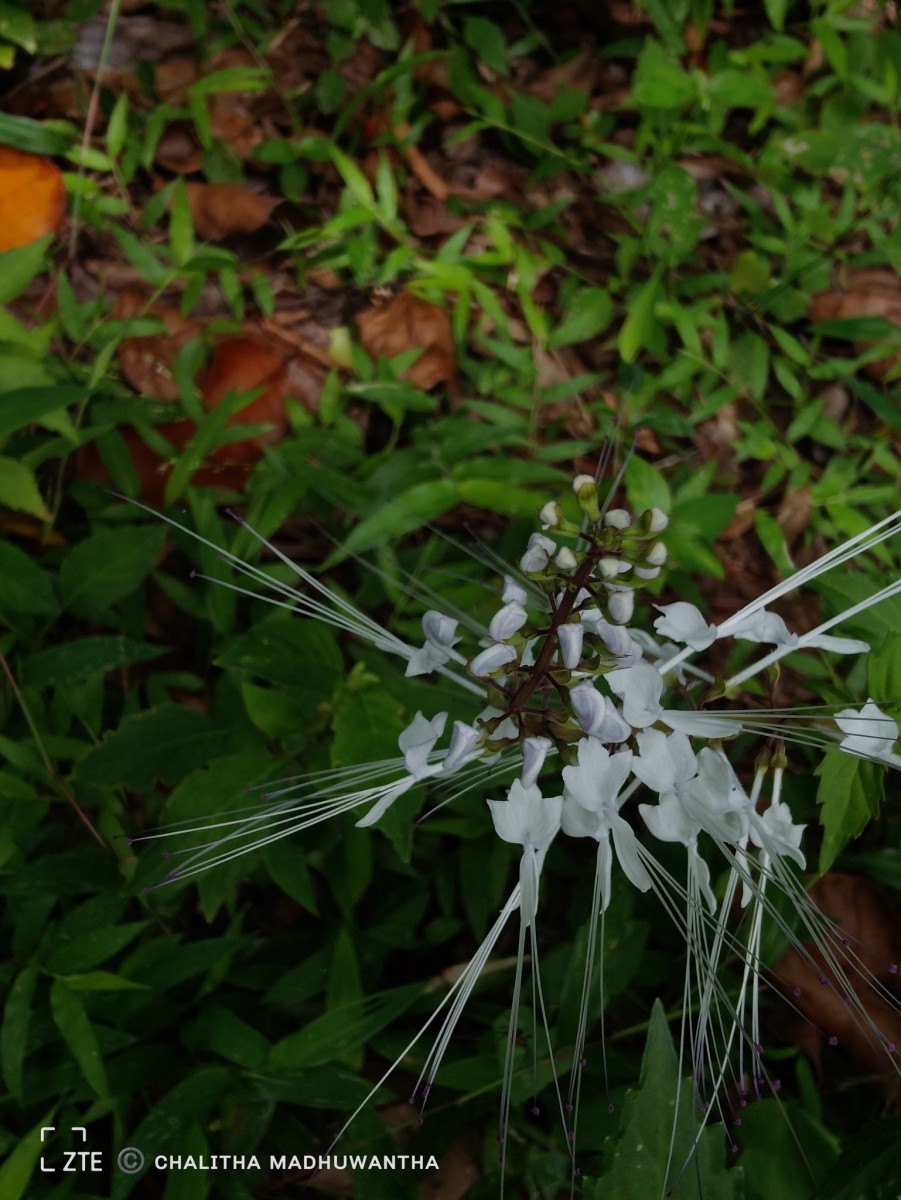 Orthosiphon aristatus (Blume) Miq.