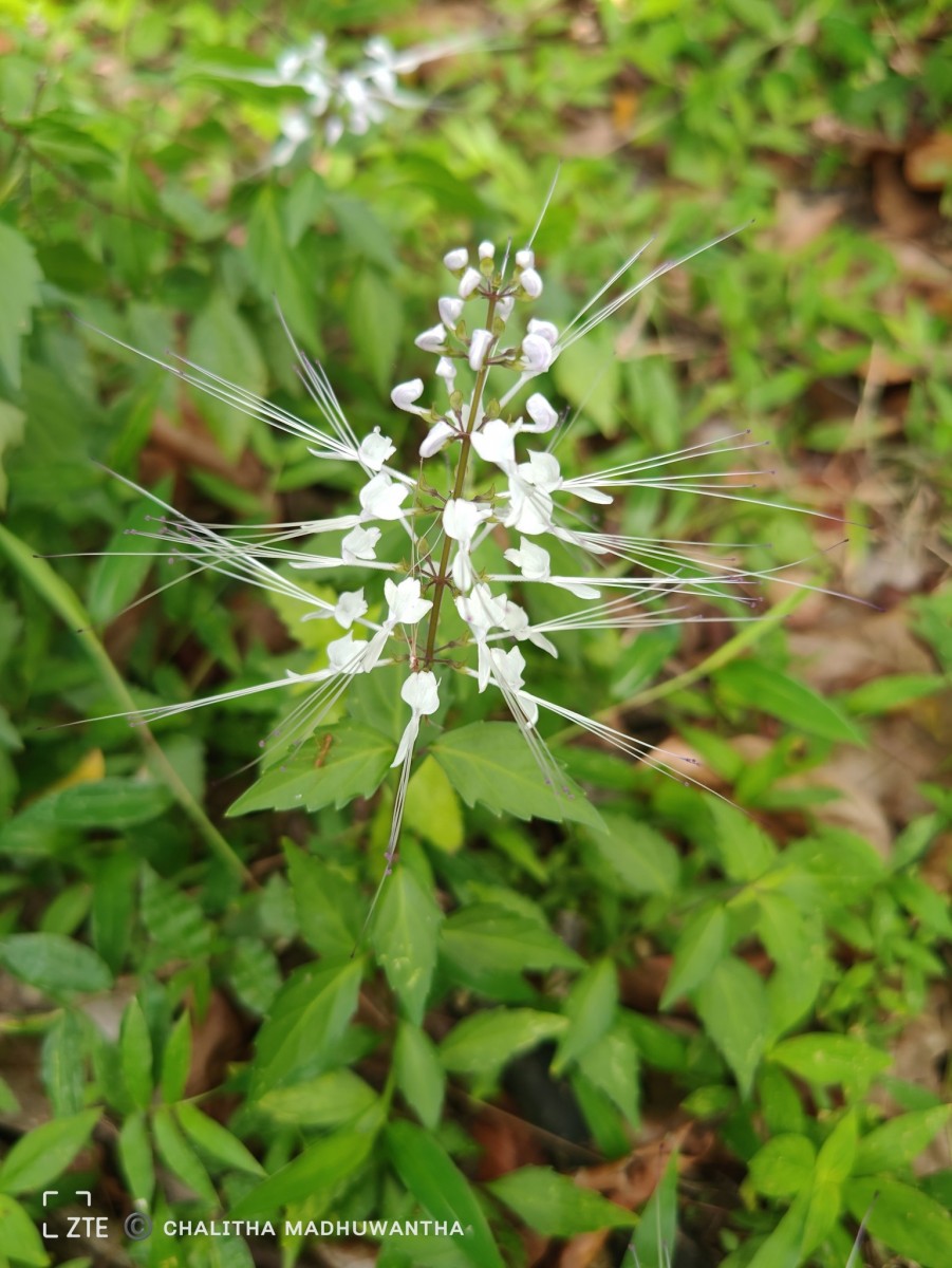 Orthosiphon aristatus (Blume) Miq.