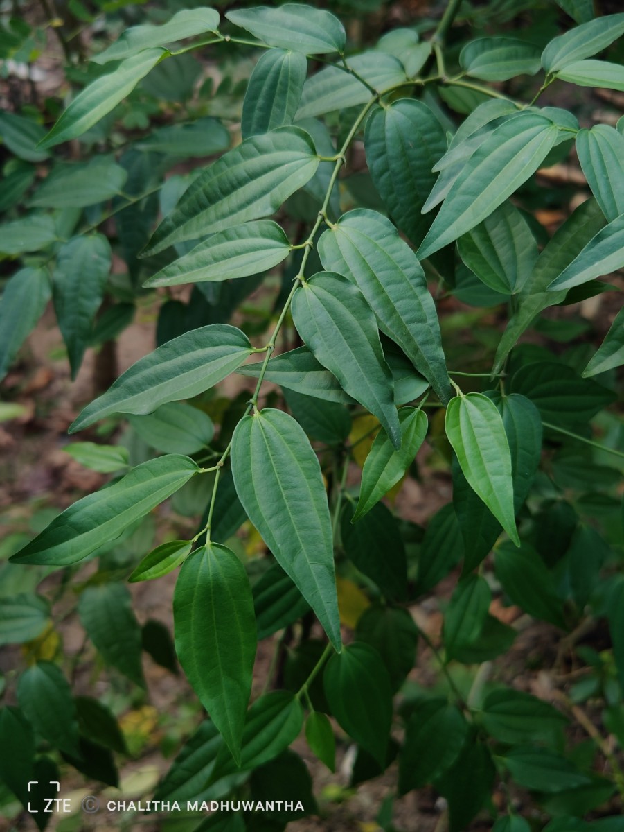 Piper cubeba L.f.