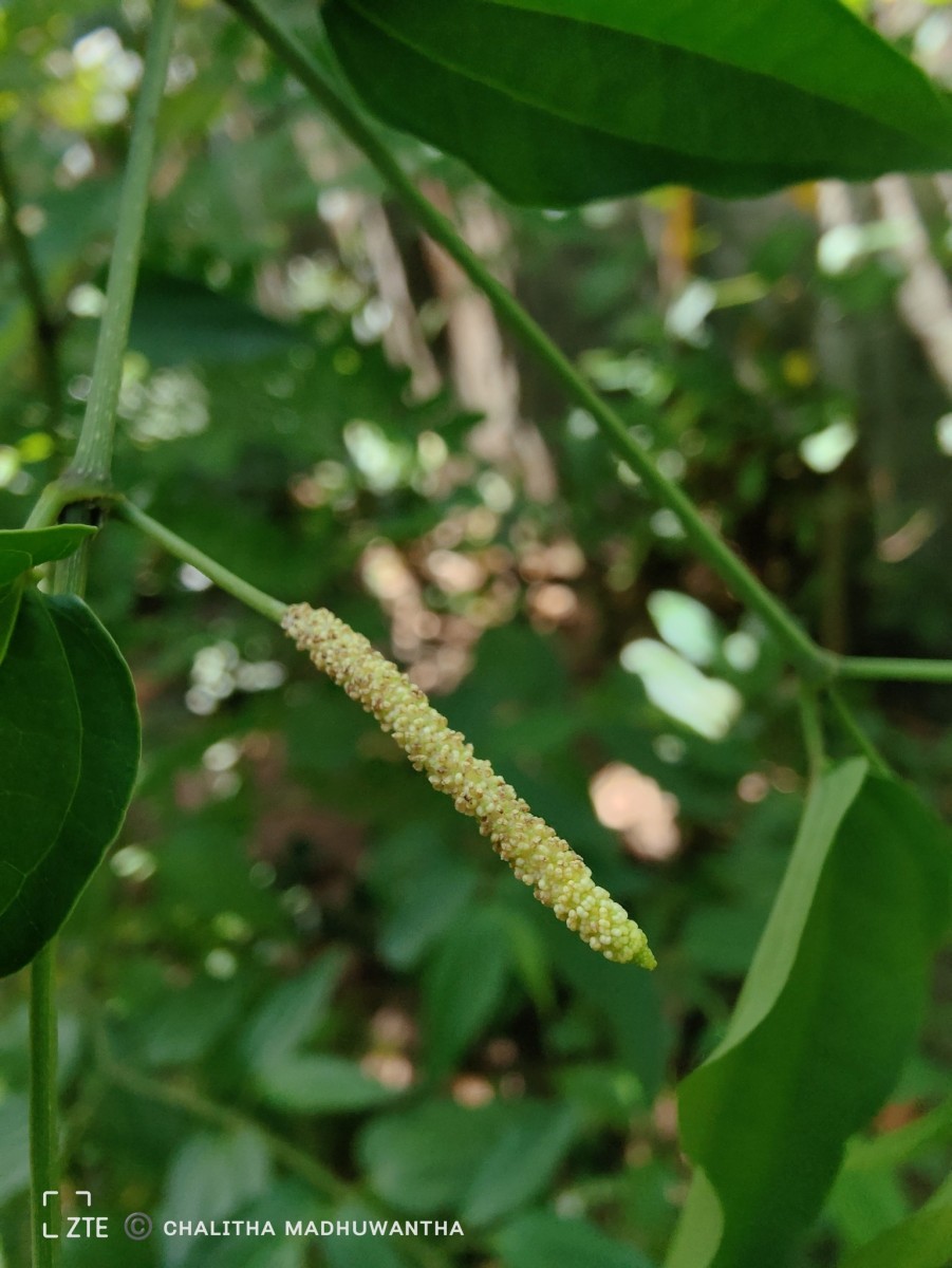 Piper cubeba L.f.