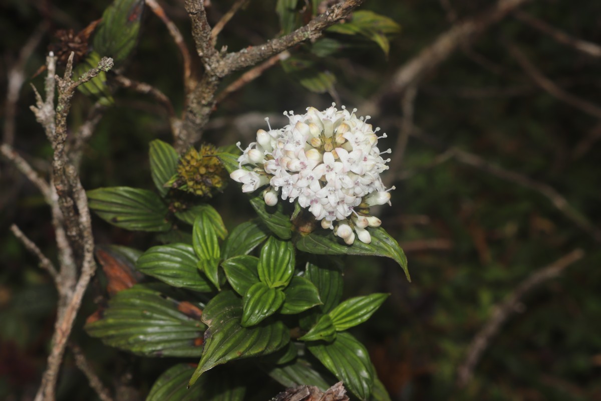 Hedyotis lessertiana Arn.