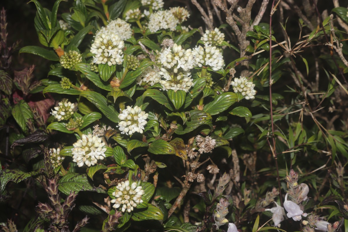 Hedyotis lessertiana Arn.