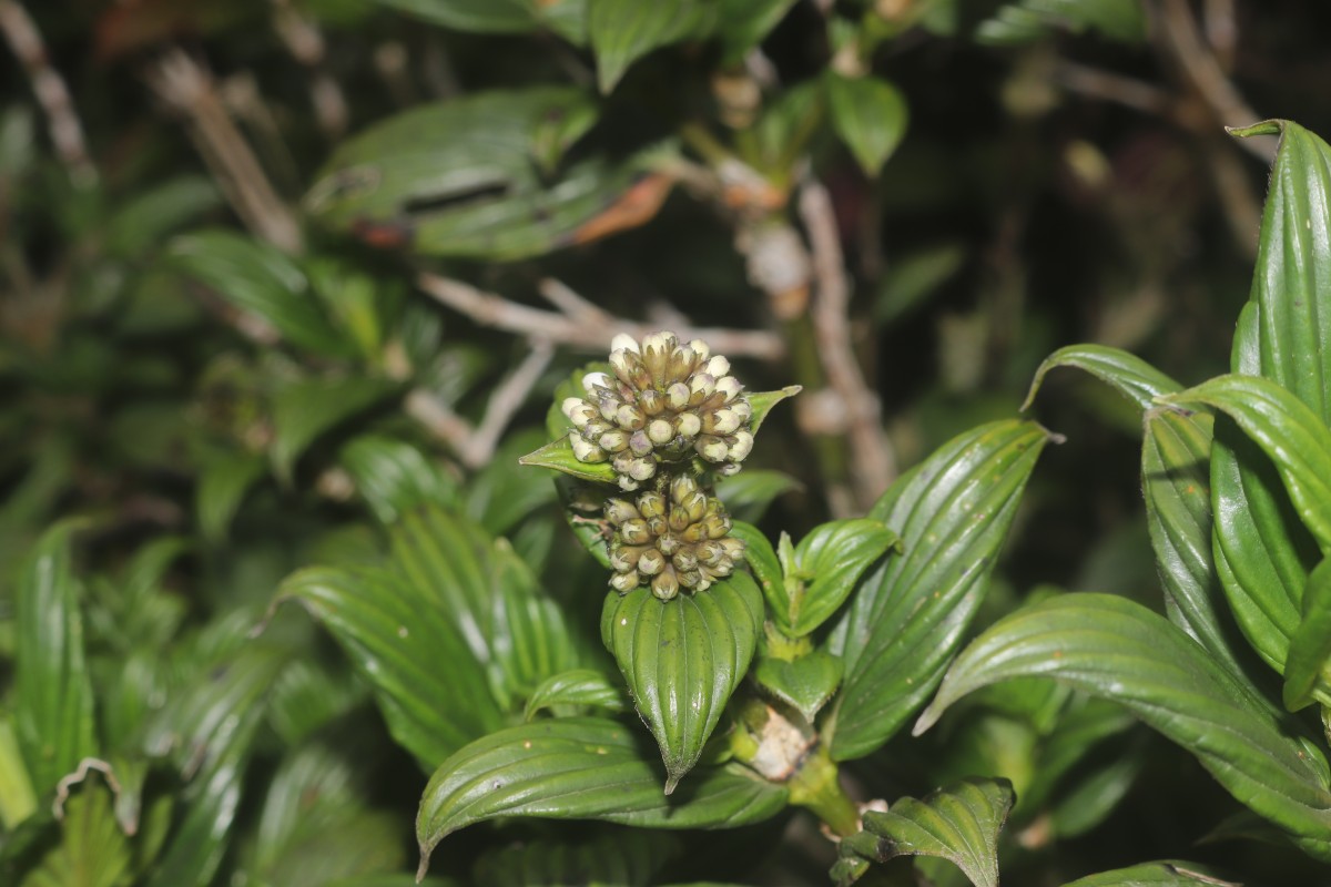 Hedyotis lessertiana Arn.