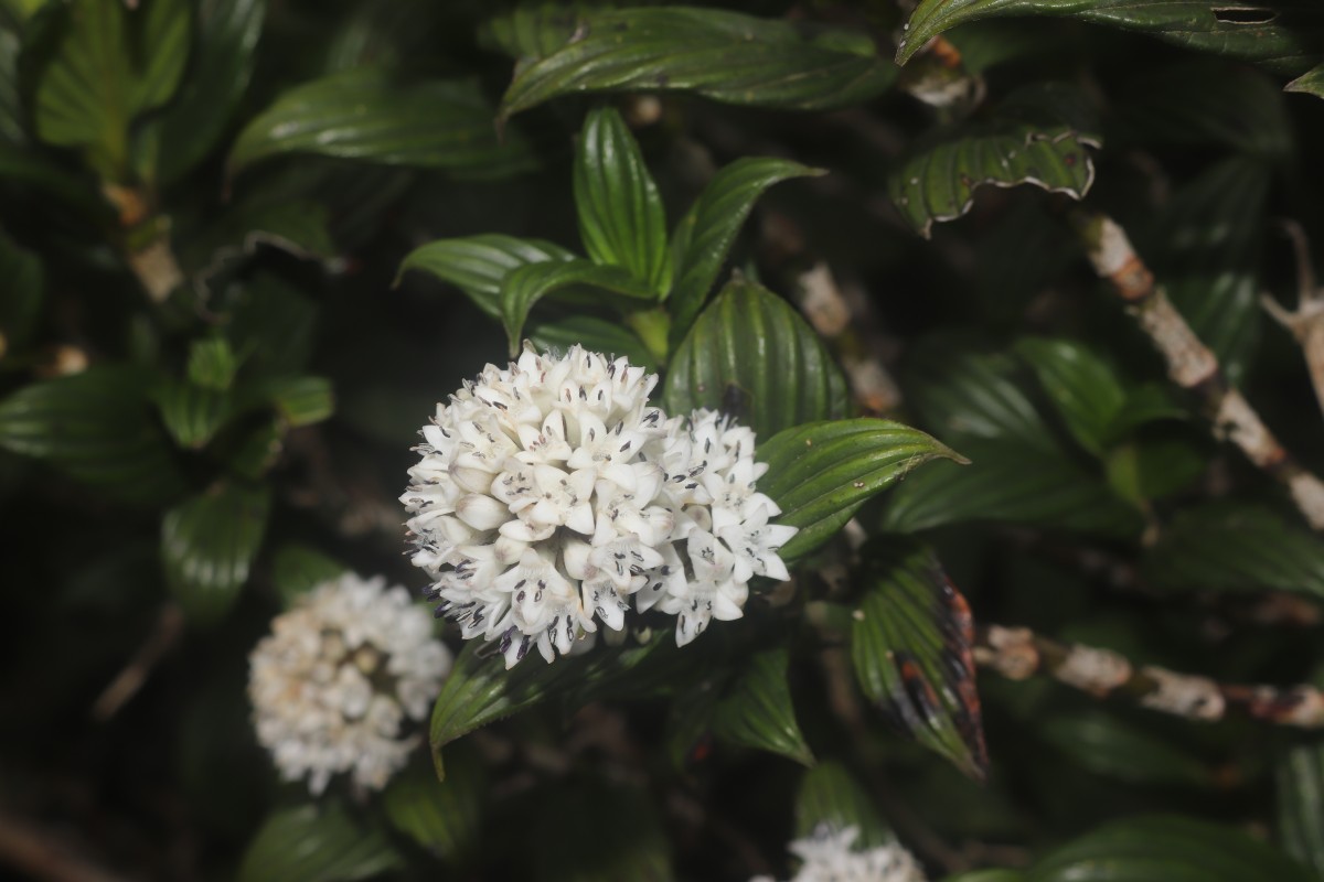 Hedyotis lessertiana Arn.