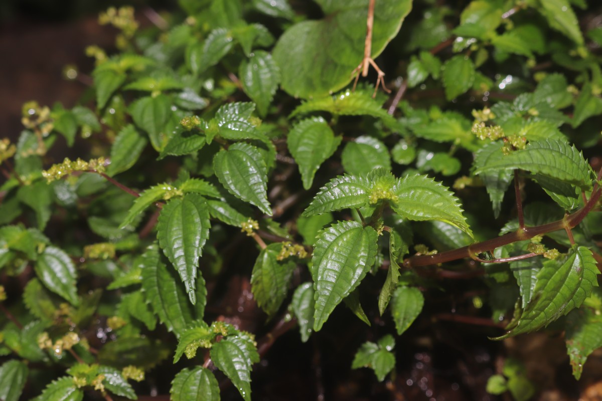 Pilea wightii Wedd.