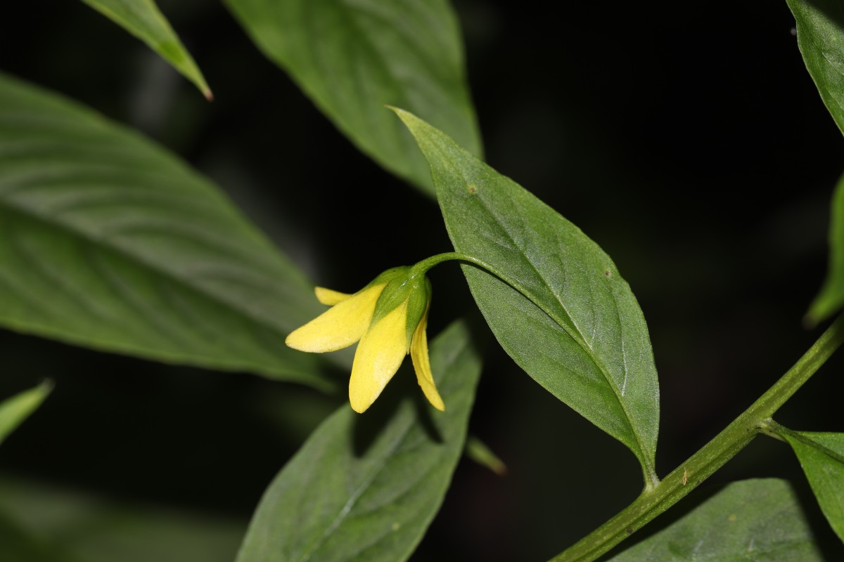 Lysimachia laxa Baudo