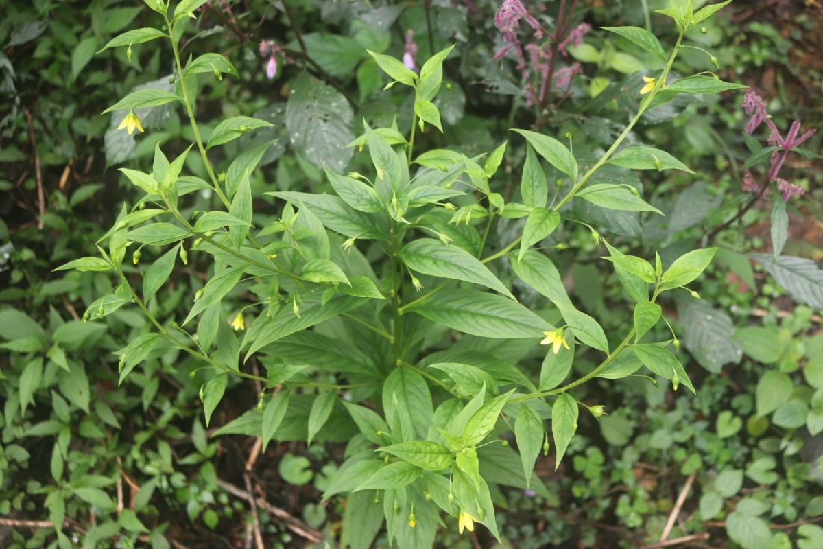 Lysimachia laxa Baudo