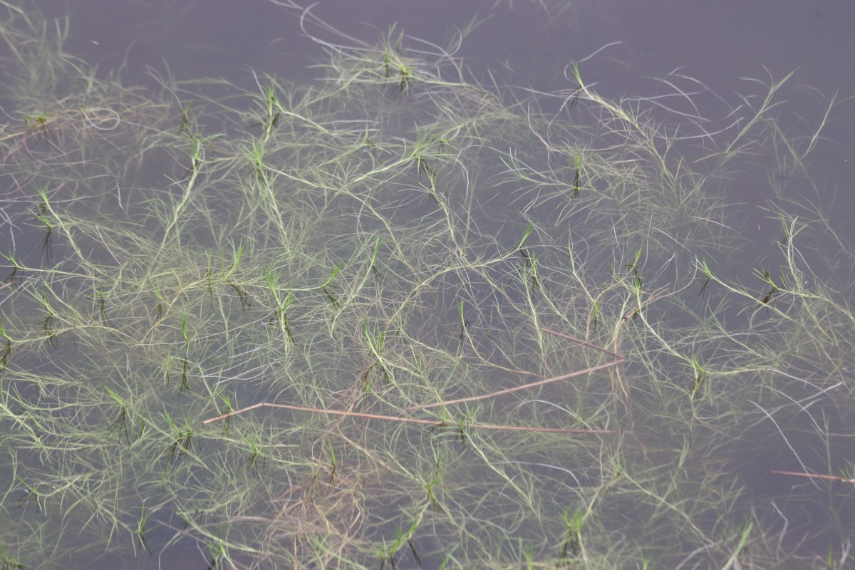 Isolepis fluitans var. fluitans (L.) R.Br.