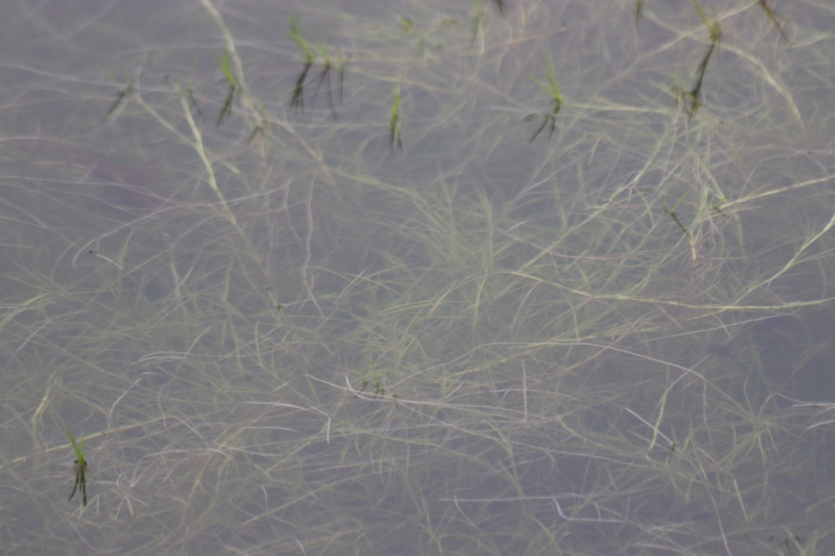 Isolepis fluitans var. fluitans (L.) R.Br.