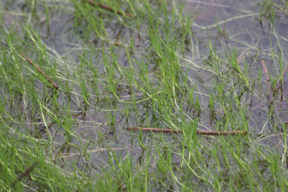 Isolepis fluitans var. fluitans (L.) R.Br.
