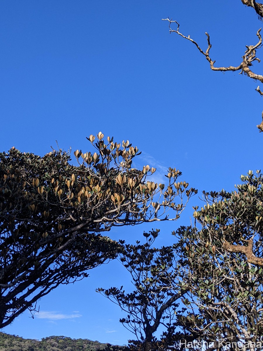 Palaquium rubiginosum (Thwaites) Engl.