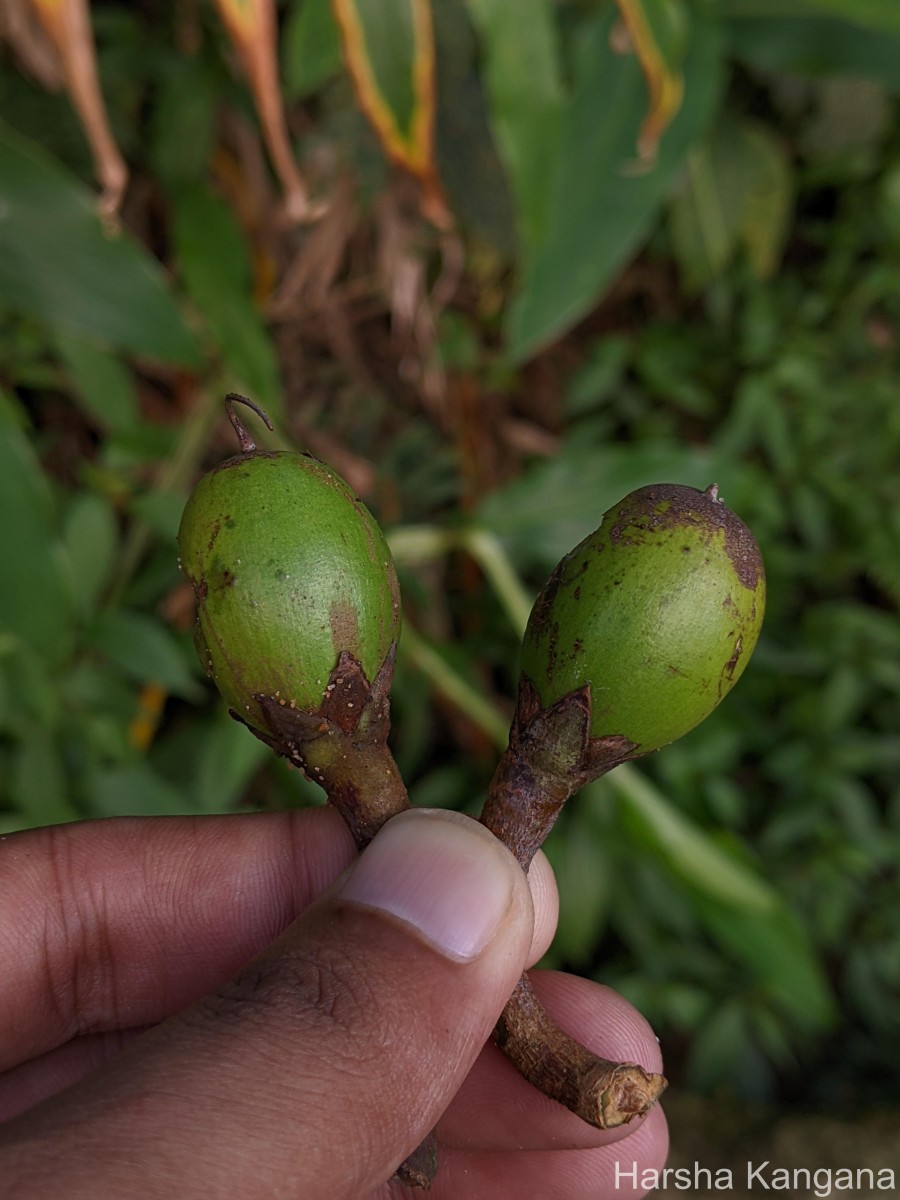 Palaquium rubiginosum (Thwaites) Engl.