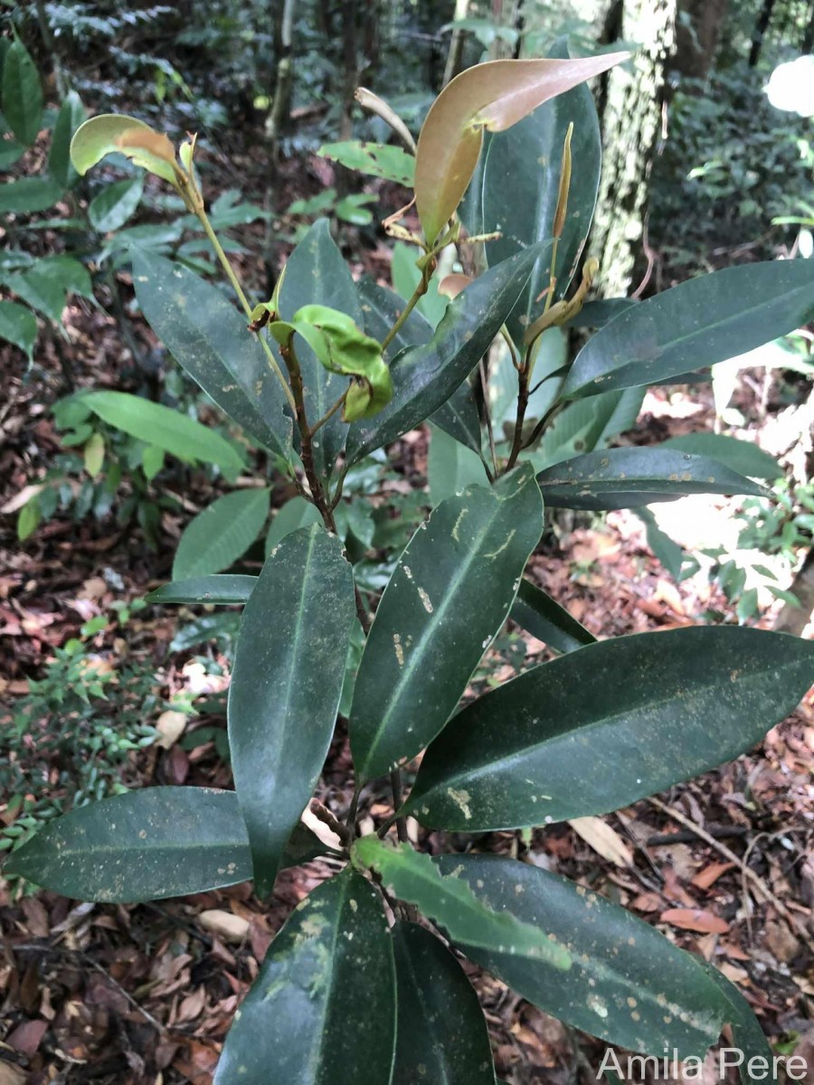 Palaquium thwaitesii Trimen