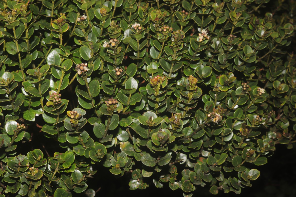 Syzygium sclerophyllum Thwaites