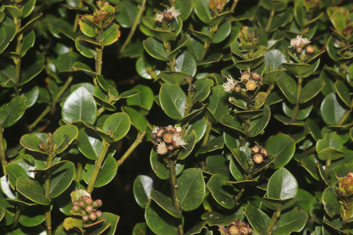 Syzygium sclerophyllum Thwaites