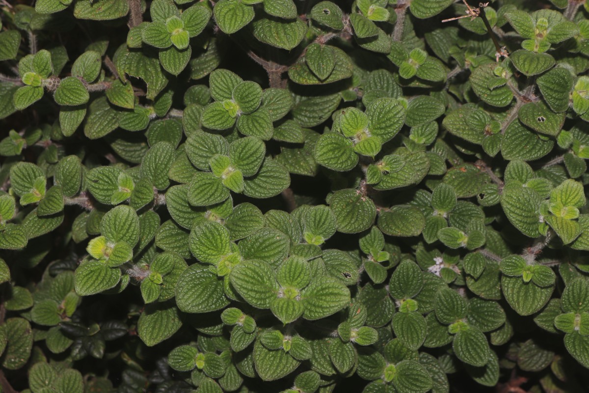 Hedyotis ceylanica N.Wikstr. & Neupane