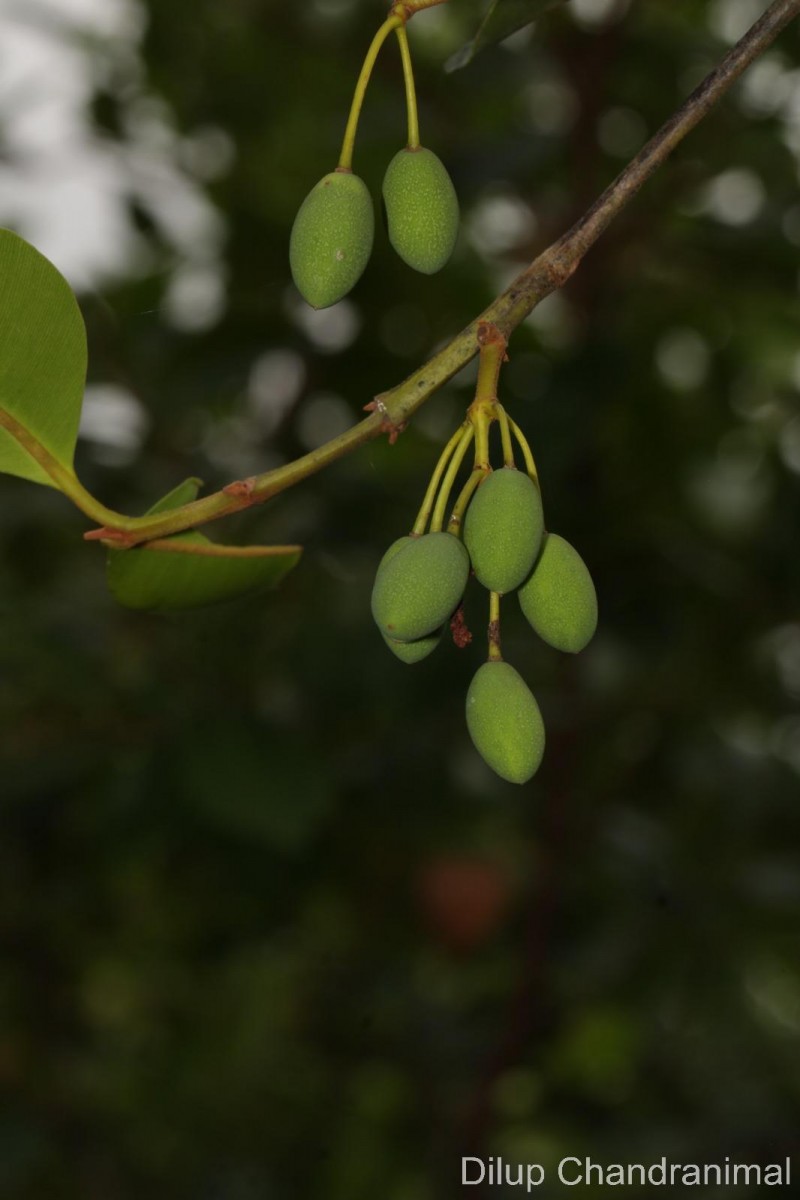 Calophyllum acidus Kosterm.