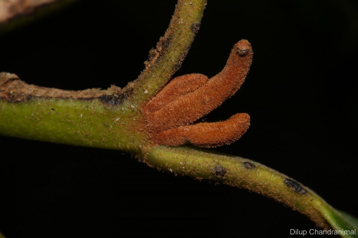Calophyllum acidus Kosterm.