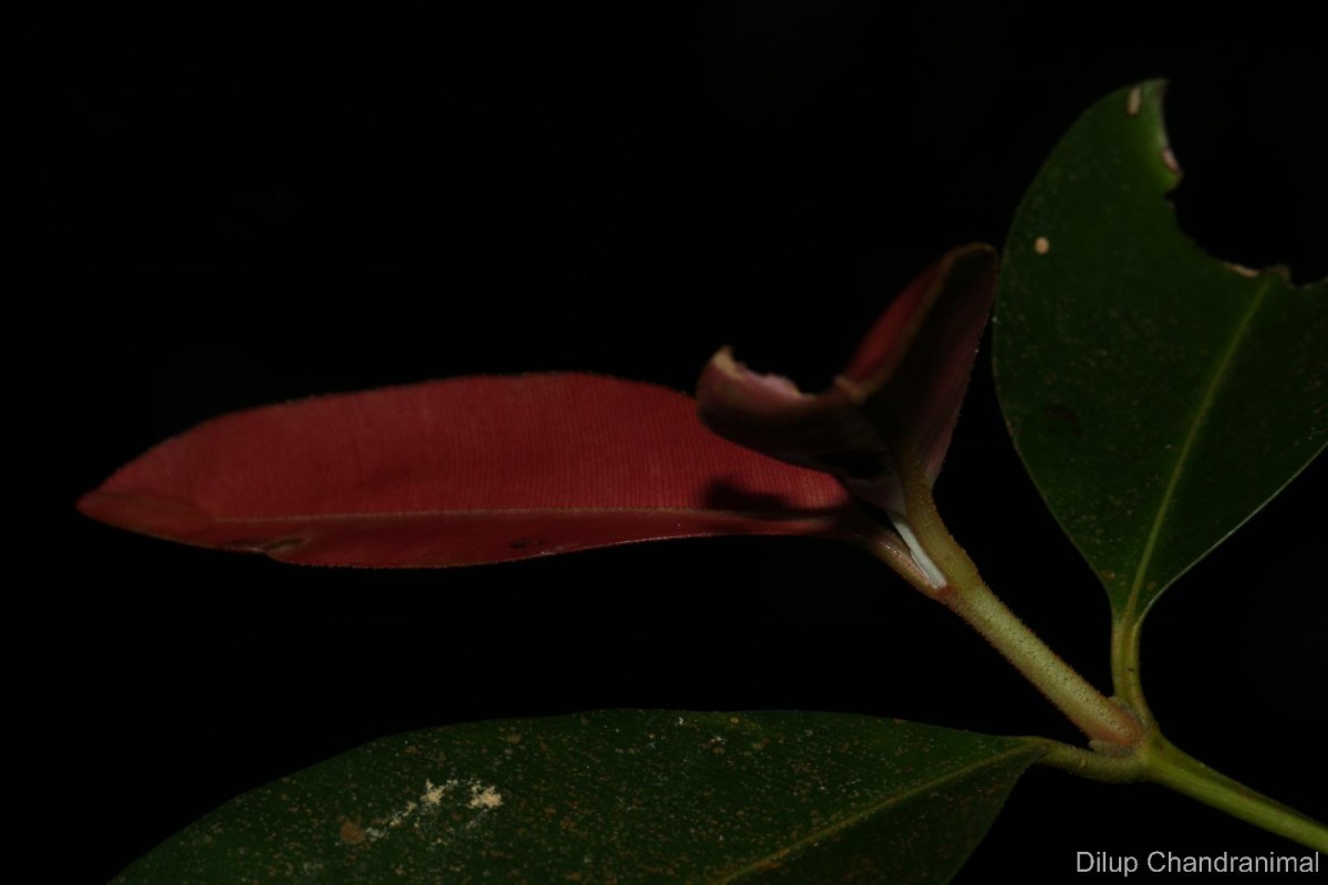 Calophyllum acidus Kosterm.